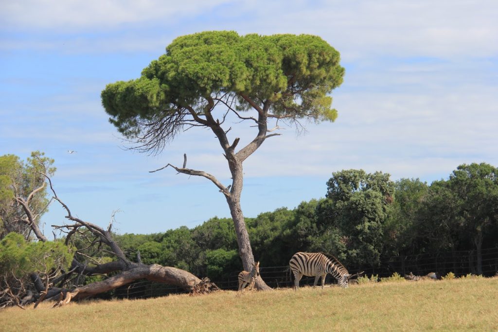 Brijuni Zebra