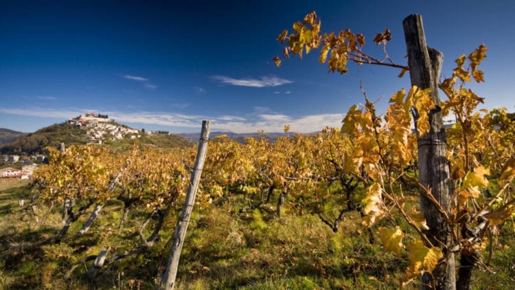 Motovun and vineyard