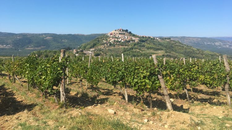 Open Wine Cellars Day in Istria