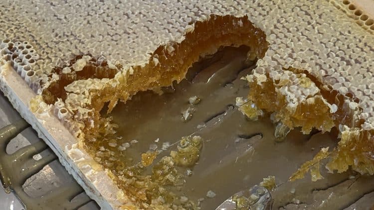 Istria Honey