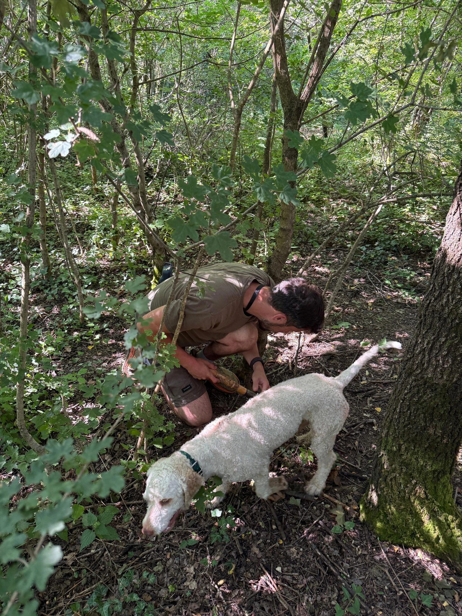Truffle hunting and tasting, from the Istria Gourmet Weekend itinerary